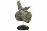 Sauropod Dinosaur (Camarasaurus) Caudal Vertebra - Colorado #209201-8